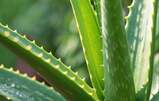 Aloe vera
